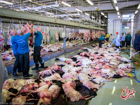 قاضی‌عسکر: برای بازگرداندن گوشت‌های قربانی حج به کشور، با عربستان مذاکره می کنیم