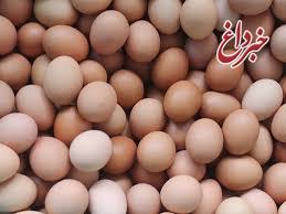 صادرات تخم مرغ‌های فاسد به عراق!