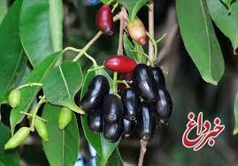 جمبو میوه معجزه‌گر بوشهر