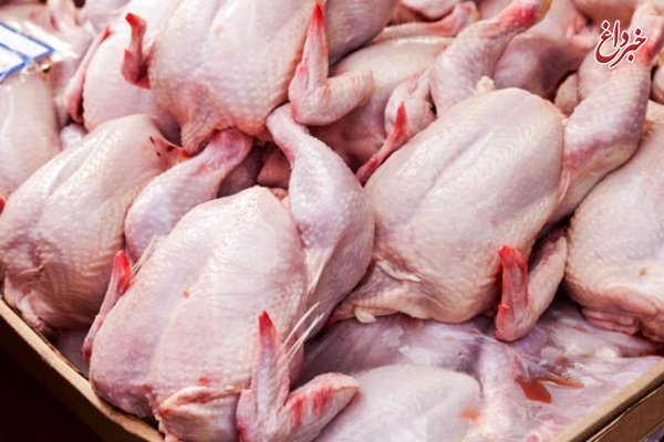 قیمت مرغ ترمز برید؛ تلفات ۳۰ درصدی در مرغداری‌ها