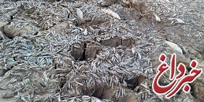 هزاران قطعه ماهی در رودخانه‌های «قره‌سو» و «راوند» در استان کرمانشاه تلف شدند / محیط زیست: در حال بررسی علت این موضوع هستیم