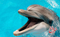 محققان آمریکایی دریافتند: اغلب دلفین ها راست دست هستند