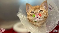 درمان عجیب یک گربه مجروح با کمک دکمه