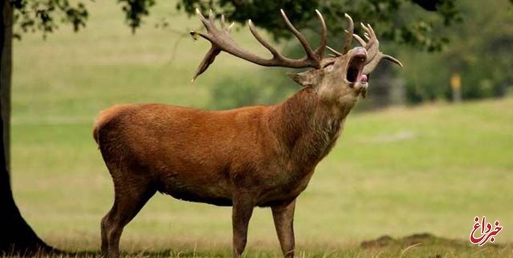 شکار به مدت ۵ سال در جنگل‌های شمال کشور ممنوع شد