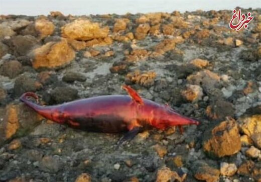 مرگ دلفین چرخنده در سواحل کیش