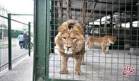 اولین قربانی باغ وحش در تهران چه کسی بود؟