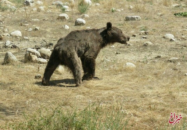 مرگ یک قلاده «خرس قهوه‌ای» در فیروزکوه
