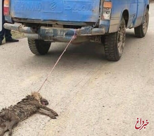 فرد‌‌‌‌‌‌‌‌‌‌‌‌‌‌‌‌‌‌‌ حیوان آزار در نوشهر دستگیر شد