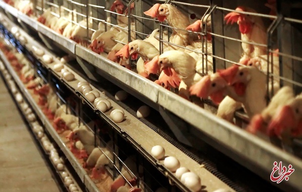 واردات ۲۵ میلیون تخم‌مرغ نطفه‌دار گوشتی/ افزایش ۱۰ درصدی جوجه‌ریزی در سال جاری/ تحویل تخم‌مرغ وارداتی با نرخ ترجیحی است