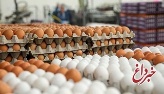 ‏تخم‌مرغ بیش از نیاز کشور تولید شده؛ تخم‌مرغ‌ها روی دست ‎مرغداران ماند