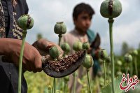 روزنامه ایران: ممنوعیت کشت خشخاش در افغانستان،قیمت مواد را در ایران بالا می برد/ معتادان به مواد ناخالص روی می آورند