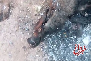 رییس شورای شهر چهاربرج: سوزاندن لاشه سگ‌های بلاصاحب در این شهر کذب است