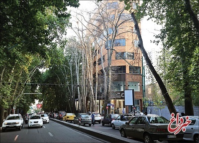 شهرداری تهران: قاتلان درختان شهر مجازات می‌شوند / مدیریت شهری و قوه قضاییه به‌دنبال اعمال جریمه‌ سنگین برای جلوگیری از خشکاندن درختان هستند