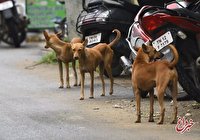روش‌های کنترل سگ‌های ولگرد در دنیا؛ کشور بدون سگ ولگرد کجاست؟