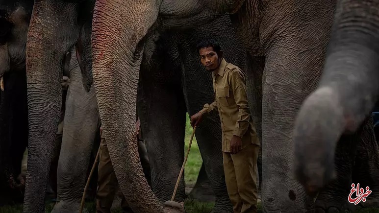 عملیات قصاص؛ ۴۴ فیل به جان کشاورز هندی افتادند