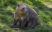 عکس | پیدا شدن سر و کله خرس‌هایی عجیب در مناطق شمالی زمین