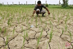 هواشناسی: تامین آب برنج استان گیلان بحرانی شد