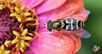 واکنش عجیب گل‌های وحشی به آخرالزمان حشرات