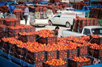 رشد ۳۱۹ درصدی قیمت گوجه فرنگی در دولت رئیسی/ گوجه رکورددار گرانی در آذر ماه شد!