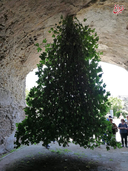 درخت انجیر اعجاب‌انگیزی که رو به زمین رشد کرده است/ عکس