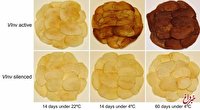 تولید چیپس غیرسرطان‌زا با سیب‌زمینی ویژه