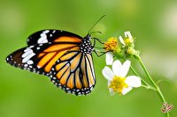گیاه شگفت‌انگیز پروانه‌ها را فریب می‌دهد!/ عکس