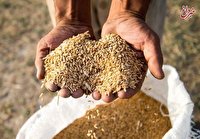 درخواست وزارت جهاد کشاورزی برای افزایش ۳ برابری یارانه بذر گندم