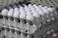 گرما، تخم‌مرغ را ارزان کرد/ قیمت هر شانه تخم مرغ ۳۰عددی چند شد؟