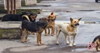 جمع‌آوری سگ‌های بدون‌صاحب/ «تعداد سگ‌ها در شهر کم شده اما در کوهستان و مناطق نمی‌توانیم کاری از پیش ببریم»