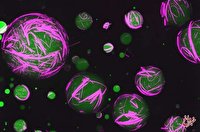 برای اولین‌بار ساخت سلول زنده در آزمایشگاه/ انسان قادر به انجام کار طبیعت می‌شود؟