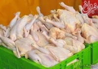 قیمت مرغ افزایش می یابد