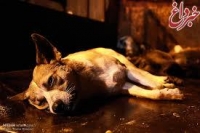 جزییات جدید از سگ کشی در تبریز