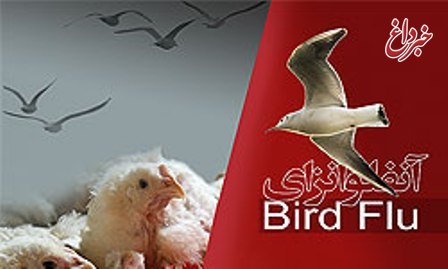 آخرین وضعیت شیوع آنفلوآنزای پرندگان در ایران