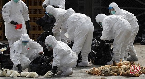 بحران آنفولانزای مرغی در کشور مهار شد