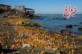 ماجرای ریختن پرتقال‌ها به دریای خزر چیست؟