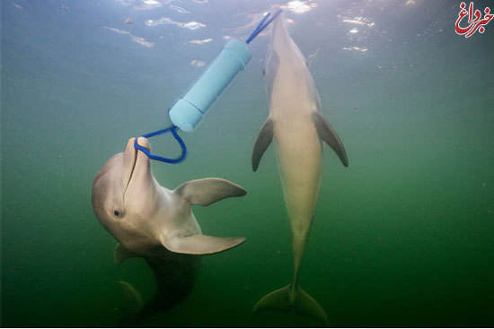 دلفین ها برای حل معما پچ پچ می کنند!