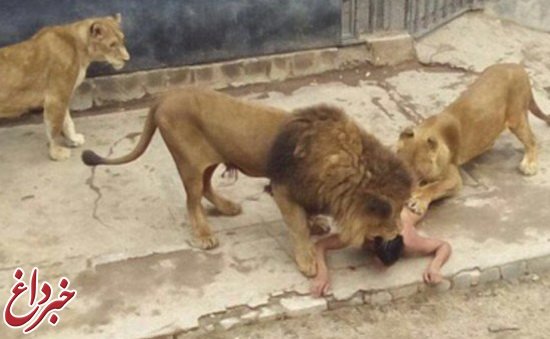 خودکشی مردی در باغ وحش، جان 2 شیر را گرفت! + عکس 16+