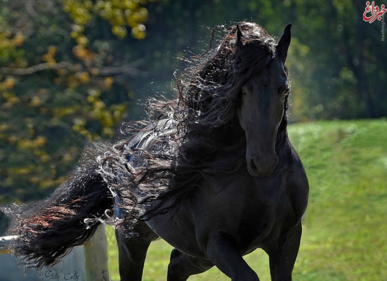عکس/ زیباترین اسب دنیا