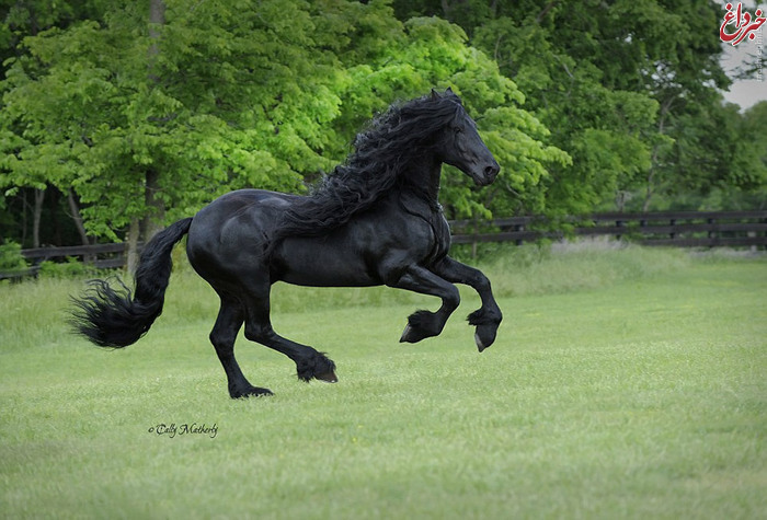 عکس/ زیباترین اسب دنیا