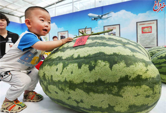 هندوانه 80 کیلویی در چین +عکس