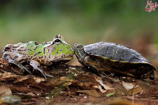 عکس: لاک‌پشت سواری قورباغه‎