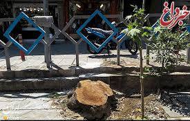 هشدار نسبت به قطع درختان این بار در منطقه 22 شهرداری تهران