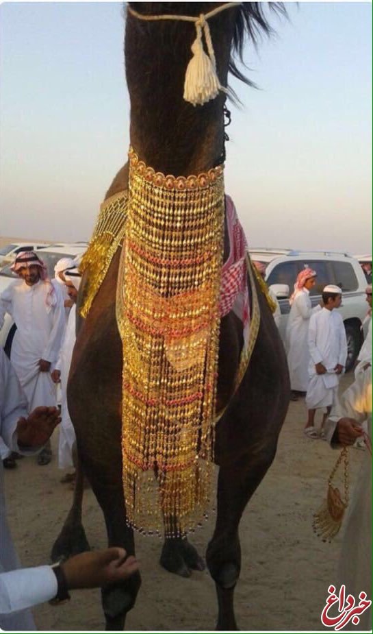 شتری که جوانان سعودی آرزوی ازدواج با آن را دارند !!+عکس