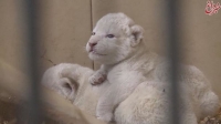 تولد ۴ توله شیر سفید در باغ‌وحش لهستان