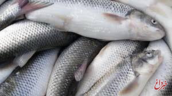توقیف 700 کیلو ماهی بی‌کیفیت دستفروشان یزدی