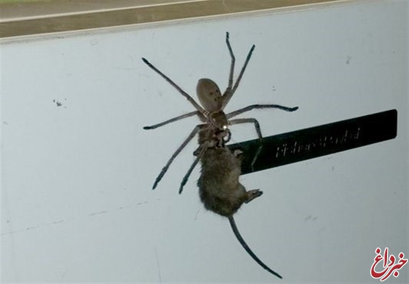 عنکبوتی غول‌پیکر موش مرده را به لانه برد! +عکس