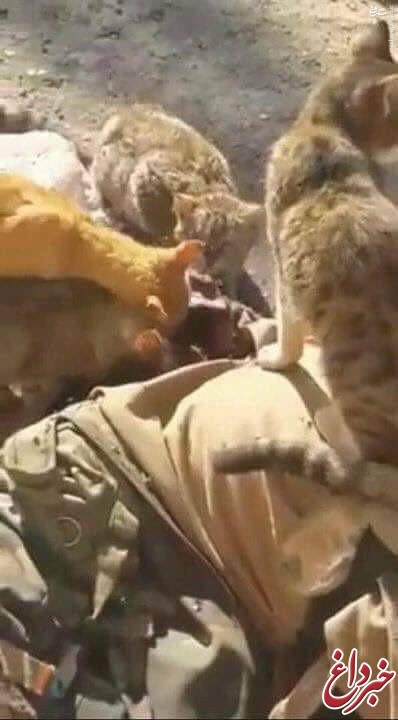 جنازه یک داعشی خوراک گربه‌ها شد +عکس