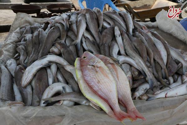 ۵ نوع ماهی گران شد / قیمت انواع ماهی در بازار