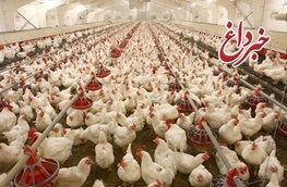 توضیح وزارت بهداشت درباره نگرانی‌ها از آنفلوآنزای مرغی/ابتلای طیور در چند مرغداری تهران