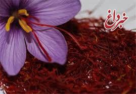 احتمال افزایش 15 درصدی صادرات زعفران احتمال افزایش 15 درصدی صادرات زعفران